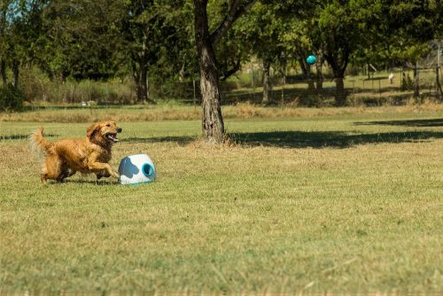 ifetch dog ball launcher shoot