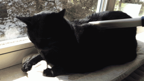 Dusty Brush Cat Fur Dog