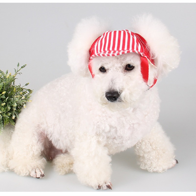 dog hats petsmart