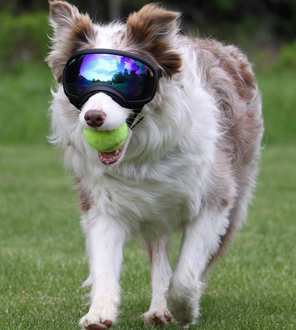 Rex Specs Dog Goggles Eye Protection for The Active Dog