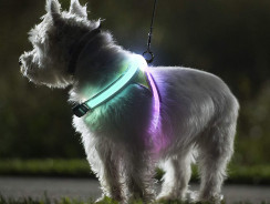 LED Dog Harness