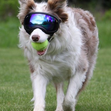 Rex Specs Dog Goggles: Eye Protection for The Active Dog
