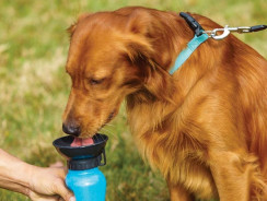Doggy Bottle