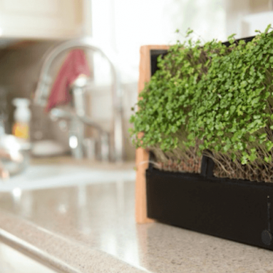 EcoQube Frame: BEST Vertical Garden For Growing 10x More Nutritious Vegetables