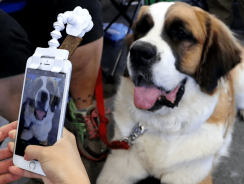Flexy Paw – Selfies & Portraits of Your Dogs & Cats