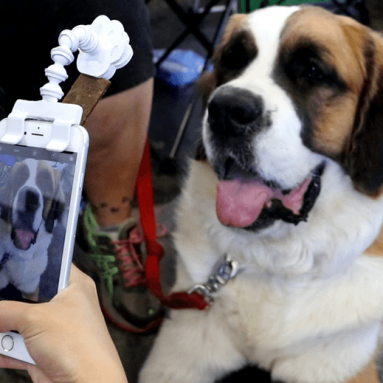 Flexy Paw – Selfies & Portraits of Your Dogs & Cats