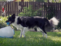 Dog Ball Launcher (iFetch) – The Most Fun Your Dog Will Ever Have