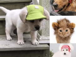 Pet Hats for Dogs & Cats – Newest and Cutest Way to Dress Your Pet