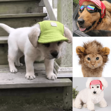 Pet Hats for Dogs & Cats – Newest and Cutest Way to Dress Your Pet